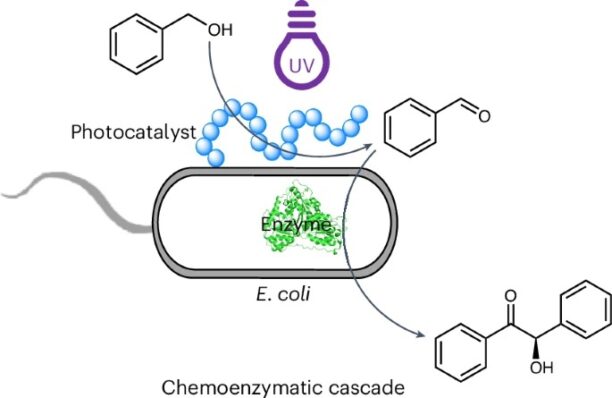 Scientists Engineer New E. Coli Strain with Enhanced Resistance to Extreme Conditions Scientists Engineer New E. Coli Strain with Enhanced Resistance to Extreme Conditions