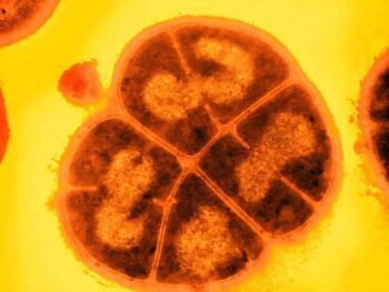 Bacteria That Survive Extreme Radiation