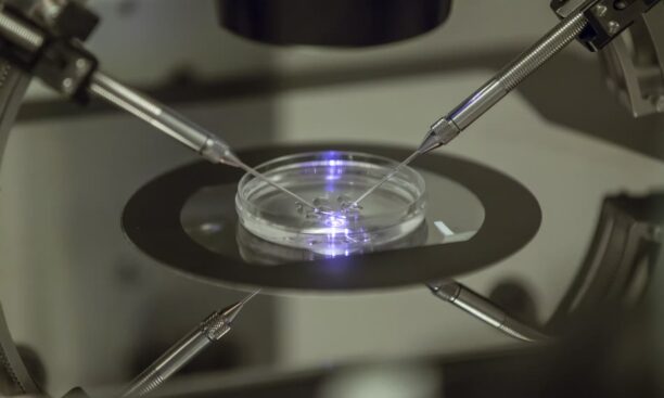 Scientists Are Close to Growing Human Eggs and Sperm in the Lab, Opening Parenthood to All