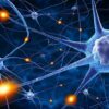 Artificial Neurons Mimic Brain-Like Oscillations