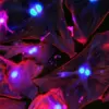 New Drug Eliminates Aging Liver Cells