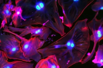 New Drug Eliminates Aging Liver Cells