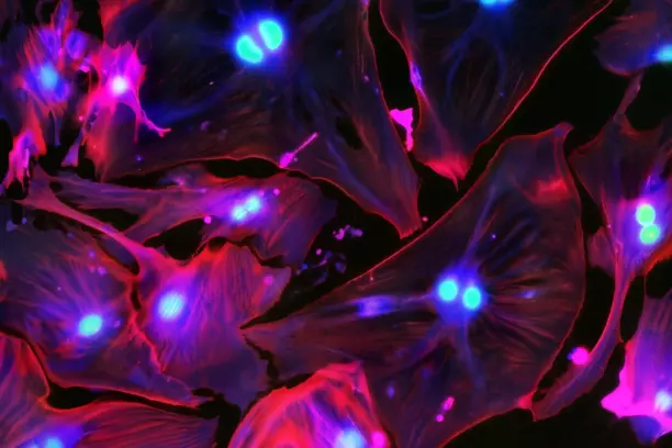 New Drug Eliminates Aging Liver Cells